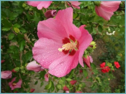 Hibiscus kert gondozása és tenyésztése, ültetés a nyílt terepen, fotó, felnövő a külvárosban