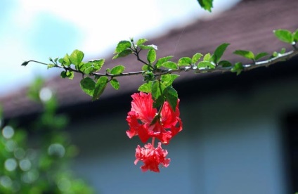 Hibiscus kert gondozása és tenyésztése, ültetés a nyílt terepen, fotó, felnövő a külvárosban