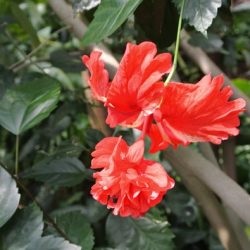 Hibiscus kert gondozása és tenyésztése, ültetés a nyílt terepen, fotó, felnövő a külvárosban (reprodukció) Hibiscus kert gondozása és tenyésztése, ültetés a nyílt terepen, fotó, felnövő a külvárosban