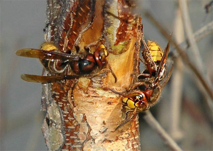 Hornets fészek (fotó), és hogyan kell biztonságosan eltávolítani