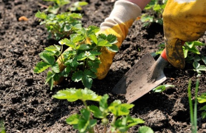 Holland technológia epret termeszteni - jellemzői és előnyei a módszer