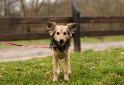 Hormonális hiba kutyák tünetei és kezelése (fotókkal), mind a kutyák