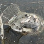 Salapinskuyu készül zabkása feeder horgászatra magazin - fogni magukat