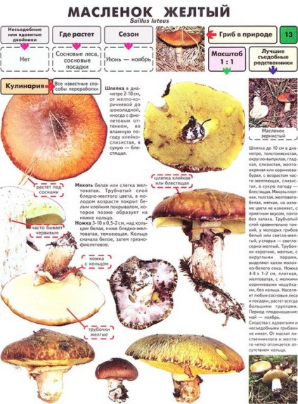 Tinóru gombák - fénykép és típusainak leírása, hogyan lehet megkülönböztetni a hamis olaj