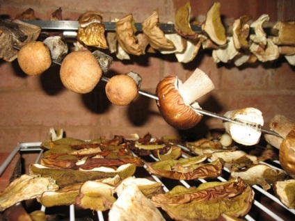 Gomba betakarítás és megőrzése - gombák leírás, fényképek, hogyan kell főzni gombát