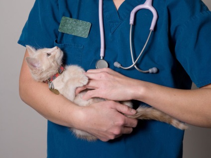 Sérv a cica hasát köldökzsinór kezelés okok (cat) Sérv a cica hasát köldökzsinór kezelés hatására