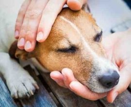 Fertőző betegségek a kutyák (fotó, tünetek és kezelés)