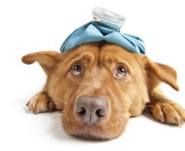 Fertőző betegségek a kutyák (fotó, tünetek és kezelés)