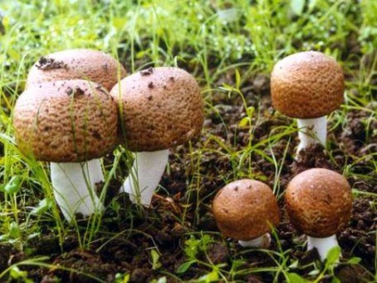 Útmutató a növekvő laskagomba (minden faj), pannusz (minden típus) tárolja mirgribov - micélium (faj) Útmutató a növekvő laskagomba (minden faj), pannusz (minden típus) tárolja mirgribov - micélium