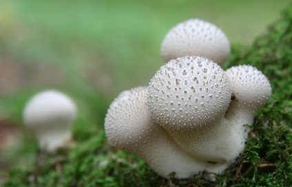 Útmutató a növekvő laskagomba (minden faj), pannusz (minden típus) tárolja mirgribov - micélium (osztriga) Útmutató a növekvő laskagomba (minden faj), pannusz (minden típus) tárolja mirgribov - micélium