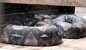 Mi a legnagyobb kígyó a világon, Nicollette