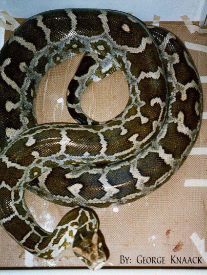 Mi a legnagyobb kígyó a világon, Nicollette