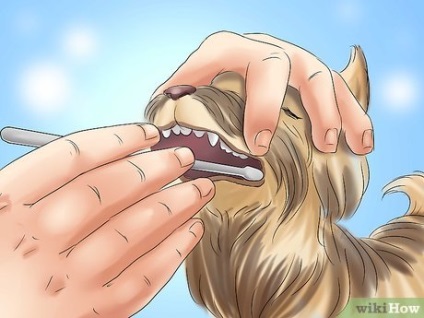 Hogyan kell tartani a fogak tiszta Yorkshire terrier