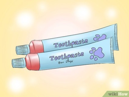 Hogyan kell tartani a fogak tiszta Yorkshire terrier