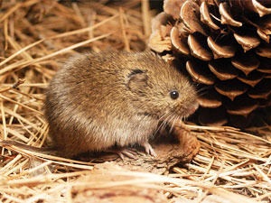 Hogyan lehet megszabadulni a mezei egerek a házban, a kertben, vagy a kertben