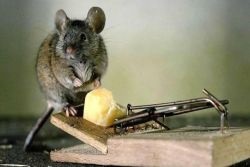 Hogyan lehet megszabadulni a szag az egerek