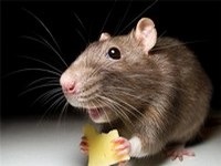 Hogyan lehet megszabadulni a szaga egerek - az egyetlen bizonyított ajánlások