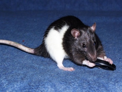 Hogyan lehet megszabadulni a szaga egerek - az egyetlen bizonyított ajánlások