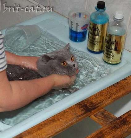 Hogyan fürödni egy cica és egy felnőtt macska
