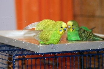 Hogyan fürödni hullámos papagáj otthon