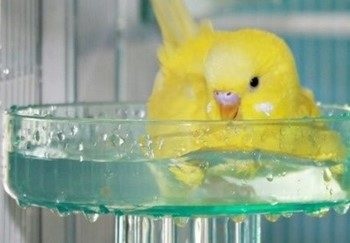 Hogyan fürödni hullámos papagáj otthon