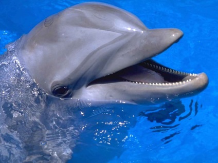 Hogyan kell kezelni a delfineket röviden