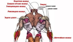 Hogyan készítsd el újra otthon edzés súlyzókkal és szivattyú nélkül latissimus