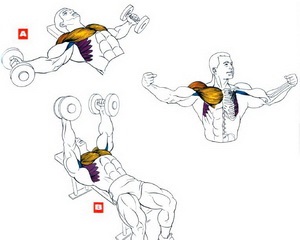 Hogyan készítsd el újra otthon edzés súlyzókkal és szivattyú nélkül latissimus