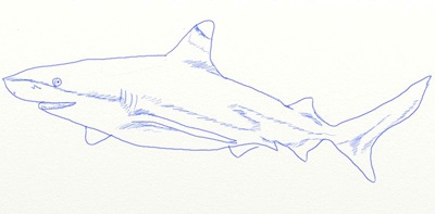 Hogyan kell felhívni a cápa szakaszosan, reális ceruzarajz cápák