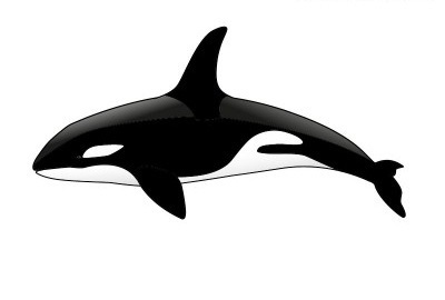 Hogyan kell felhívni a gyilkos bálna ceruza szakaszaiban