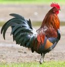 Hogyan kell felhívni a róka szakaszokban gyermekeknek 7 éves kortól (a róka) Hogyan kell felhívni a róka szakaszokban gyermekeknek 7 éves kortól