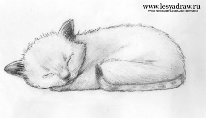 Hogyan kell felhívni egy alvó cica fokozatosan ceruza - tanulságok levonása - hasznos artsphera