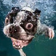 Hogyan kell tanítani a kutyát úszni