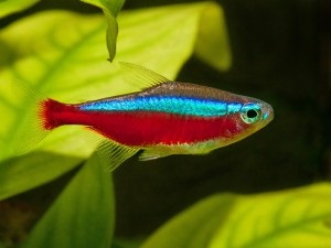 Hogyan lehet megkülönböztetni male female neon és hogyan kell tartani ezeket a halakat életben útmutató