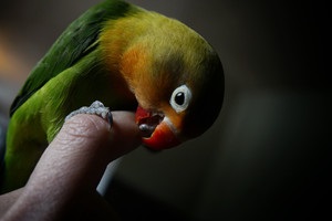 Hogyan elválaszt csípős papagáj - nő s nap