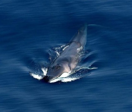 Mi a világ legnagyobb bálna