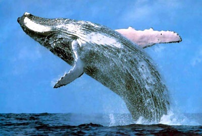 Mi a világ legnagyobb bálna