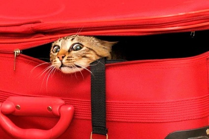 Hogyan szállítható egy macska egy másik városban vagy országban