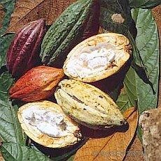 Як отримують масло какао і какао-порошок (корисне і здорове харчування)