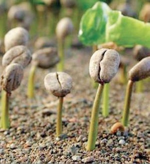 Hogyan növény, és nő a kávécserje az otthona a Bone