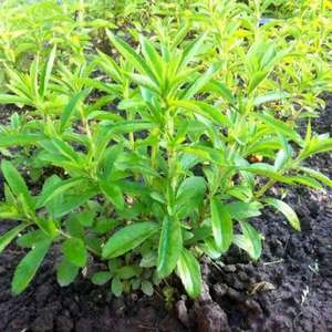 Hogyan növény Stevia és megfelelően gondoskodni neki tanácsot kertészek (növekvő stevia) Hogyan növény Stevia és megfelelően gondoskodni neki tanácsot kertészek