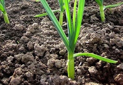 Hogyan lehet növelni a savasság a talaj, a blog a növény-