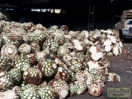 Hogyan inni tequila, típusai és jellemzői a termelés