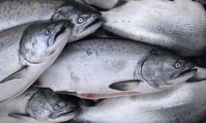 Hogyan válasszuk ki a megfelelő halat a szupermarket és a piacon