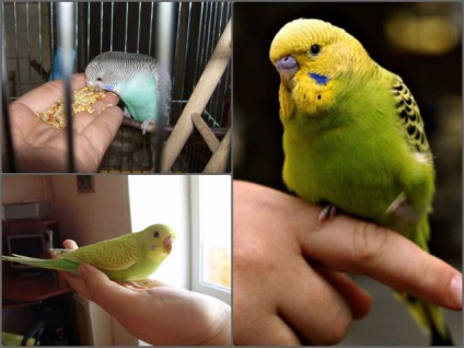 Hogyan megszelídíteni hullámos papagáj a kézben