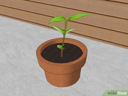 Hogyan növény clematis