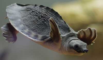 Hogyan szállítani a teknős tél, szállítás teknősök