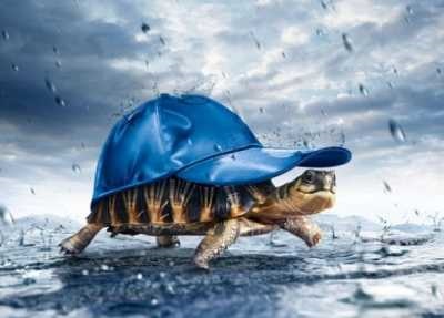Hogyan szállítani a teknős tél, szállítás teknősök