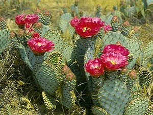 Kaktusz Mexikó 1