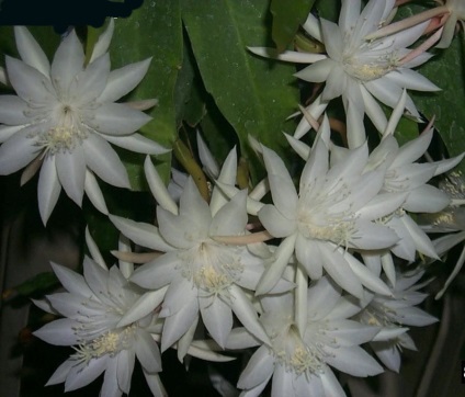 Cactus mexikói kaktusz, Echinocactus, Echinocactus, Cereus